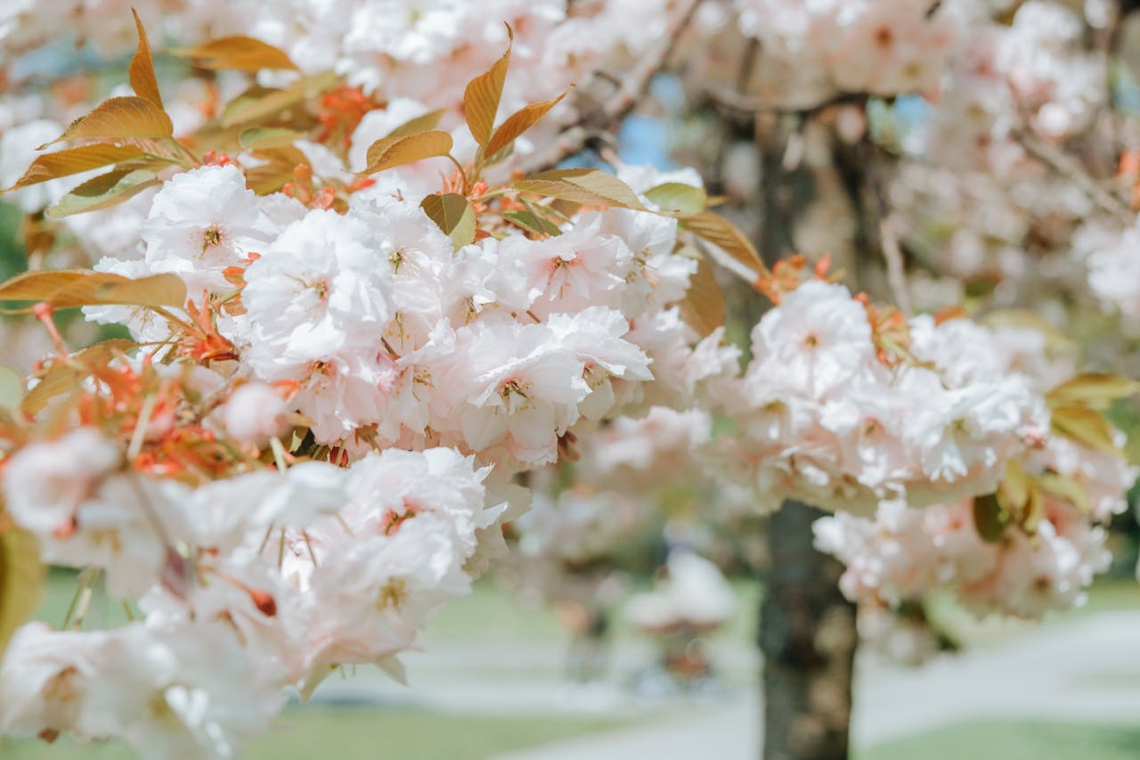 Close-up of blooming cherry blossoms under a clear spring sky.